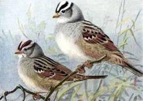 Les oiseaux de ma cour